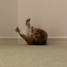 転がるのが苦手