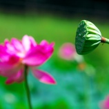 『2025.8 『宮地やすらぎの里』誠蓮 、酔妃蓮 ① 岡山県久米郡』の画像