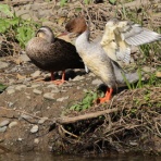 シニアの鳥撮り・素人日記