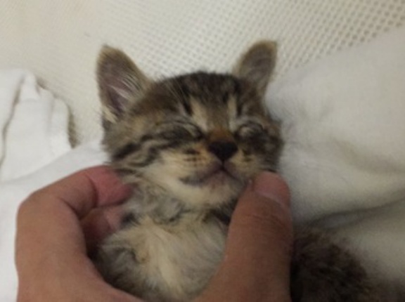 「運命の猫」は違って見える　20260412