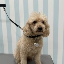 トイプーのクローバーくん🍇