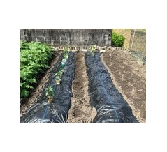 菜園に野菜の苗を植える！