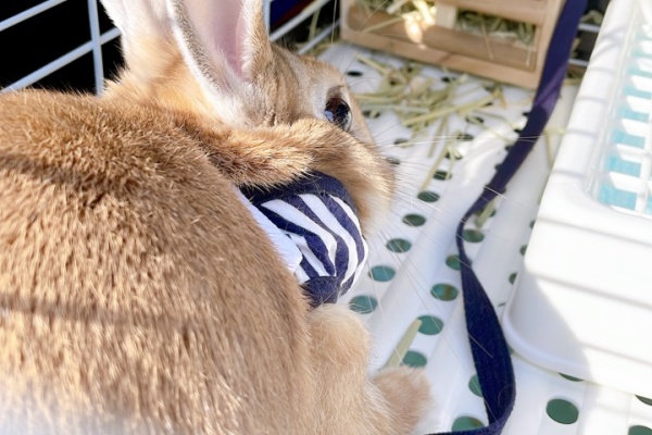 のんびり楽しく貯金 ウサギ Powered By ライブドアブログ