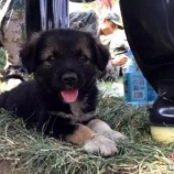 『天津爆発跡地で発見された仔犬』の画像