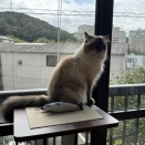 メイプルちゃん、またね～
