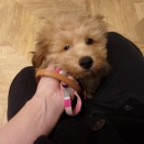 ワンちゃんネコちゃんと触れ合ってみませんか？