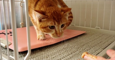 チキンな私と錯覚怖い