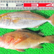 2025年12月5日　釣果