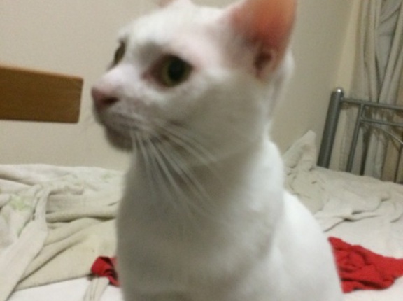 猫とパソコン画面　20260410