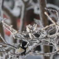 【日々の暮らし】覗くばかりじゃなく覗かれる♪