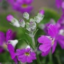 目を楽しませて 。。