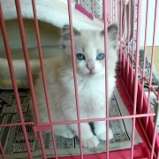 猫ベッドの順番待ちをする大きな猫