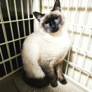 1歳　ジョン　募集中