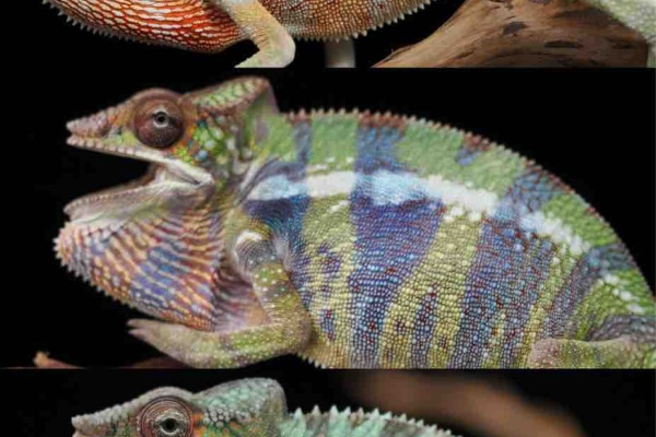 COLORS