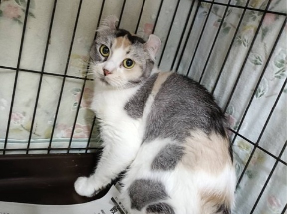 昨日のレスキューの猫ちゃん達です。😸