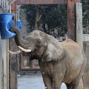 雪が降ってきた♪