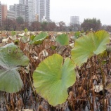 『不忍池、神田和泉町あたいり』の画像