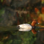 治水緑地の野鳥日記