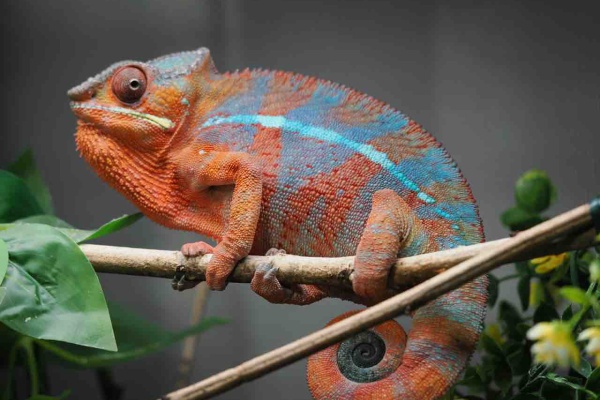 COLORS
