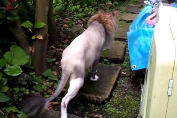 メインクーン サマーカットでライオン 今日のにゃんこ おすすめ猫動画