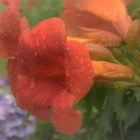 『初夏のイリュージョン　７』の画像