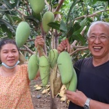 『マンゴー』の画像