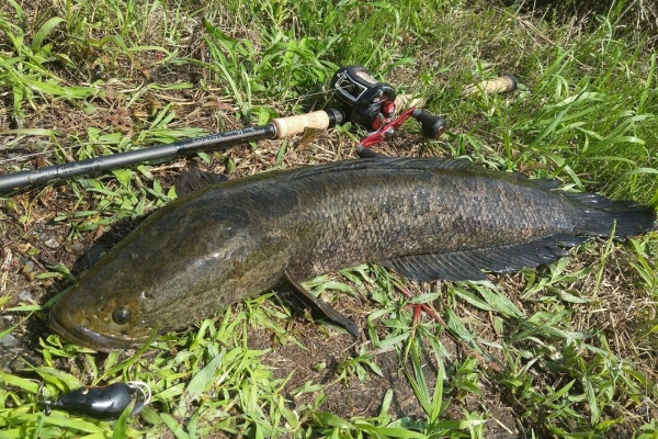 Minisukeの日々 雷魚