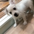 わんちゃん340723