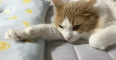 接触冷感ラグをぐちゃぐちゃにした容疑猫は誰だ？
