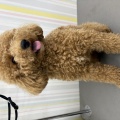 トリミングブログ