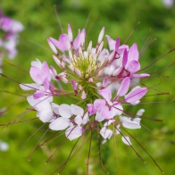 花散歩