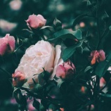 『狙われる年齢になった』の画像