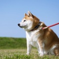【悲報】犬の散歩、ガチでめんどい