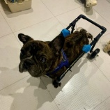 『後ろ足をひきずる保護犬』の画像