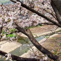 4/6(月)〝竹ヶ端運動公園〟〝集会所裏水呑川土手〟サクラ並木の散策(^.-)☆(14)