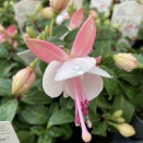 フクシア・プーニー