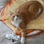 ミミオレ。