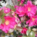 　なんのための護憲か