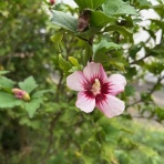 mikoの庭blog