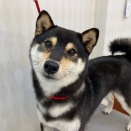 柴犬　シャンプーセット