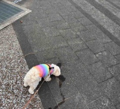 ブログ、訪問、ご愛読に感謝します