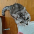 ねことの暮らしで命の大切さを学ぶ？