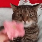 はーとログ