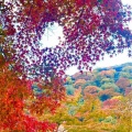 『2025年秋・京都嵐山☆紅葉最前線🍁』
