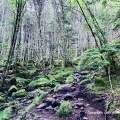 西天狗岳・東天狗岳は夏も涼しい登山道