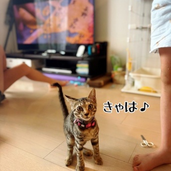 るいちゃんのずっとのおウチ