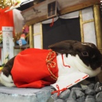 うさぎのWONDERLANDグルーミングフォト