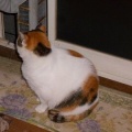 猫に小判を与えたら。 埋蔵金：千九百拾伍両　面倒ぅなヤツぅ。
