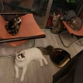夕食後の4きょうだい