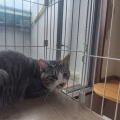 馴れ猫だけど・・・問題児だいずくんのご紹介